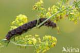 Small Elephant Hawk-moth (Deilephila porcellus)