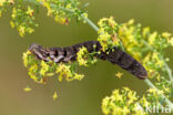 Klein avondrood (Deilephila porcellus)