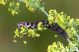 Small Elephant Hawk-moth (Deilephila porcellus)