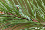 Pine Beauty (Panolis flammea)