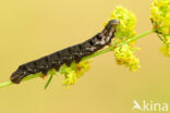 Small Elephant Hawk-moth (Deilephila porcellus)