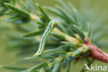 Juniper Carpet (Thera juniperata)