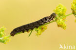 Small Elephant Hawk-moth (Deilephila porcellus)