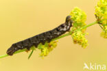 Small Elephant Hawk-moth (Deilephila porcellus)