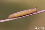 Glasvleugelpijlstaart (Hemaris fuciformis)