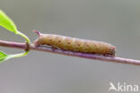 Glasvleugelpijlstaart (Hemaris fuciformis)