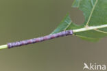 Sharp-angled Peacock (Macaria alternata)