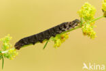 Small Elephant Hawk-moth (Deilephila porcellus)