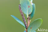 Gewone heispanner (Ematurga atomaria)