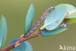 Gewone heispanner (Ematurga atomaria)