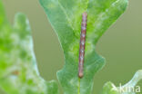 Common Heath (Ematurga atomaria)