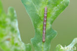 Gewone heispanner (Ematurga atomaria)