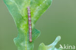 Gewone heispanner (Ematurga atomaria)