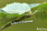 Getande spanner (Odontopera bidentata)