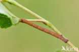 Witte grijsbandspanner (Cabera pusaria)