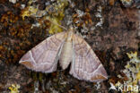 Oranje agaatspanner (Eulithis testata)