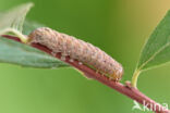 W-uil (Lacanobia thalassina)