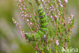 Emperor Moth (Saturnia pavonia)