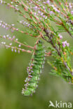 Kleine nachtpauwoog (Saturnia pavonia)