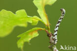 Scalloped Hazel (Odontopera bidentata)