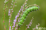 Emperor Moth (Saturnia pavonia)