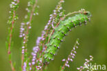 Kleine nachtpauwoog (Saturnia pavonia)