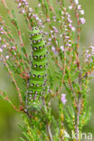 Kleine nachtpauwoog (Saturnia pavonia)