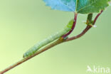 Berkenspikkelspanner (Aethalura punctulata)