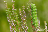 Kleine nachtpauwoog (Saturnia pavonia)