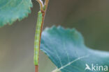 Grey Birch (Aethalura punctulata)