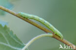 Grey Birch (Aethalura punctulata)