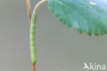 Grey Birch (Aethalura punctulata)