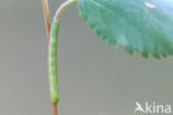 Berkenspikkelspanner (Aethalura punctulata)