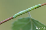 Berkenspikkelspanner (Aethalura punctulata)