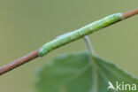 Grey Birch (Aethalura punctulata)