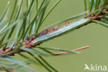 Pine Beauty (Panolis flammea)