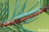 Pine Beauty (Panolis flammea)
