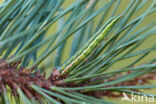 Pine Beauty (Panolis flammea)