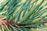 Pine Beauty (Panolis flammea)