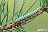 Pine Beauty (Panolis flammea)