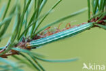 Pine Beauty (Panolis flammea)