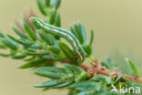 Juniper Carpet (Thera juniperata)