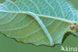 Kleine blokspanner (Pterapherapteryx sexalata)