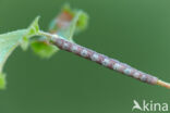 Berkenspikkelspanner (Aethalura punctulata)