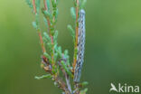 Common Heath (Ematurga atomaria)