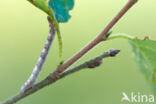 Berkenspikkelspanner (Aethalura punctulata)