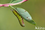 Glasvleugelpijlstaart (Hemaris fuciformis)