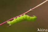 Glasvleugelpijlstaart (Hemaris fuciformis)