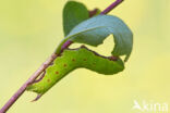 Glasvleugelpijlstaart (Hemaris fuciformis)