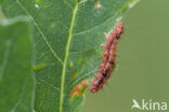 Least Black Arches (Nola confusalis)